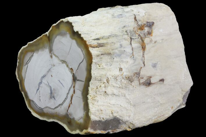 Petrified Wood Limb (Bald Cypress) - Saddle Mountain, WA #69463